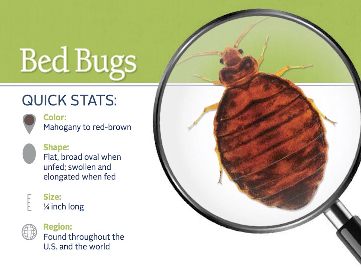 bed bug FAQs, bed bug removal services