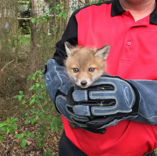 One of our technicians with a wild fox.