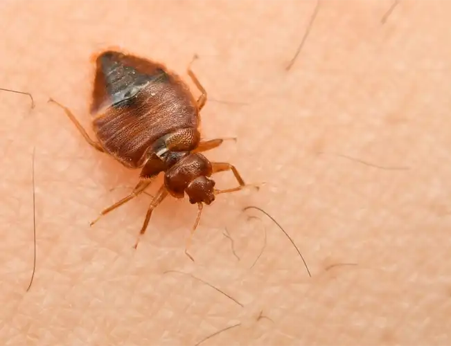 Close up look of a Salem Bed Bug